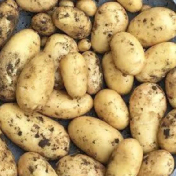 Pommes de terre nouvelles (1kg)