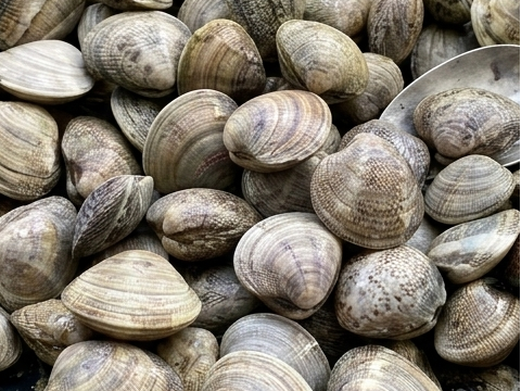 Palourde (0,5kg)