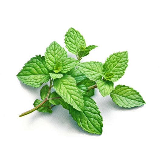 Menthe (botte)