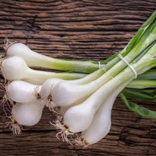 Oignons blancs botte