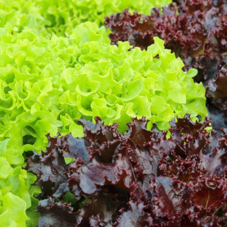 Salade